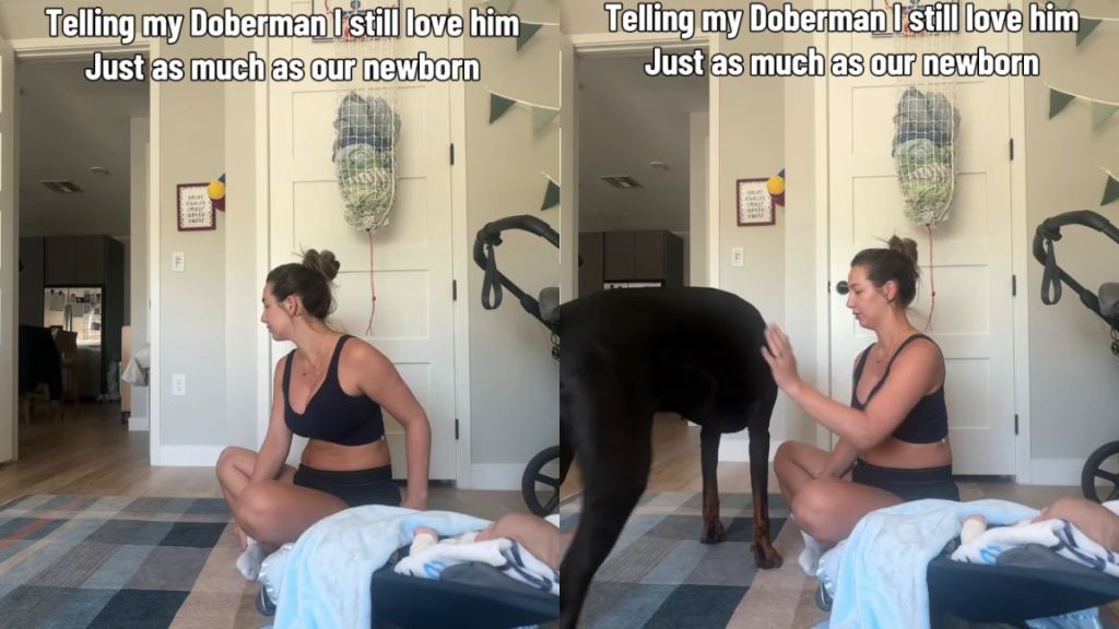 Big Dog Understands When Mom Tells Him He’ll Always Be Her Precious Baby