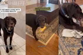 Rescue Dog Living With a Closed Mouth Makes Slow & Steady Progress