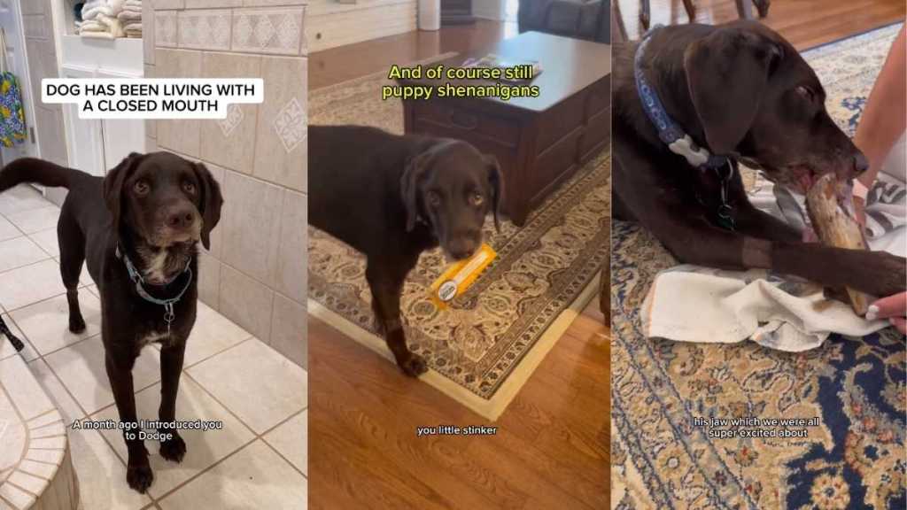 Rescue Dog Living With a Closed Mouth Makes Slow & Steady Progress