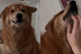 Dog scratches