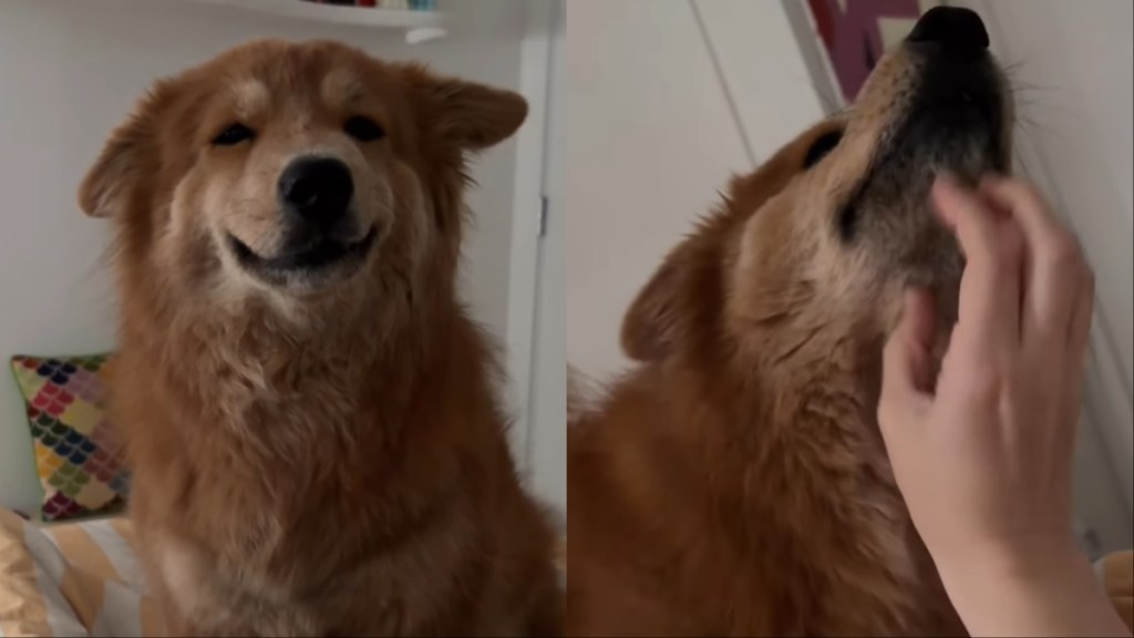 Dog scratches