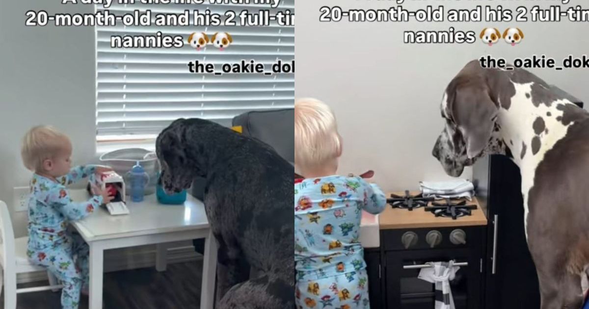 Dog Siblings Could Easily Pass off as ‘Full-Time Nannies’ for Baby