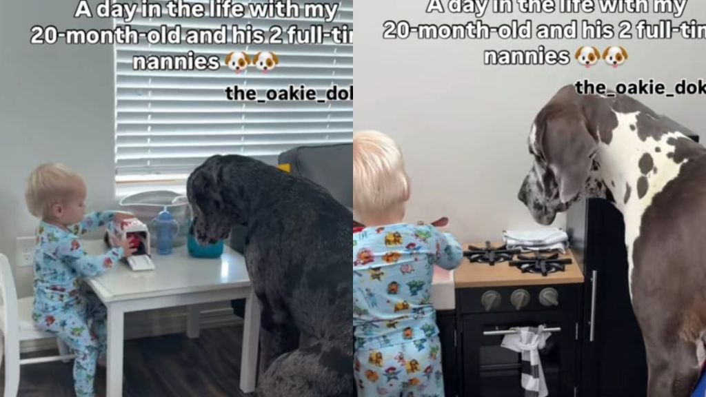 Dog Siblings Could Easily Pass off as ‘Full-Time Nannies’ for Baby