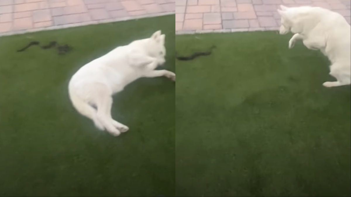 Stubborn Dog Suddenly Becomes Extremely Cooperative After Noticing