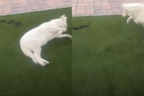 Dog snake video