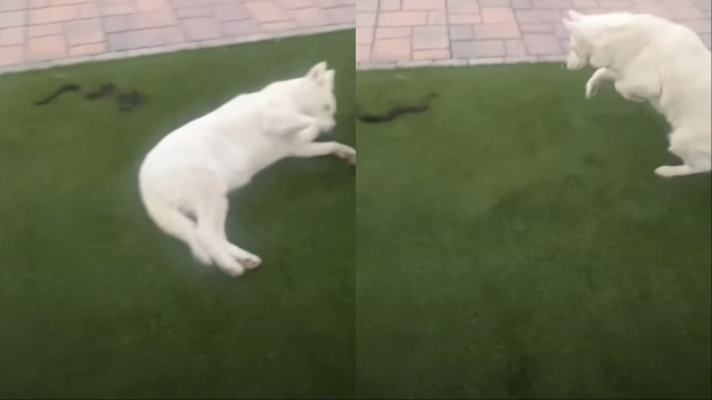 Dog snake video
