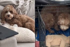 Doodle’s ‘Only Child Syndrome’ Kicks in Around Baby Sibling