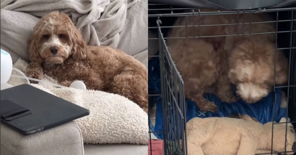 Doodle’s ‘Only Child Syndrome’ Kicks in Around Baby Sibling