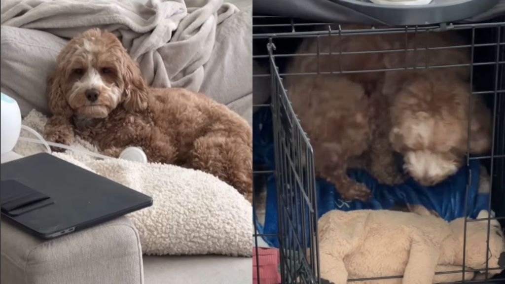 Doodle’s ‘Only Child Syndrome’ Kicks in Around Baby Sibling