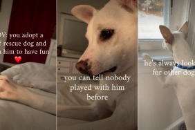 Deaf Rescue Dog Gets the Ultimate Surprise as He Learns To Live Life