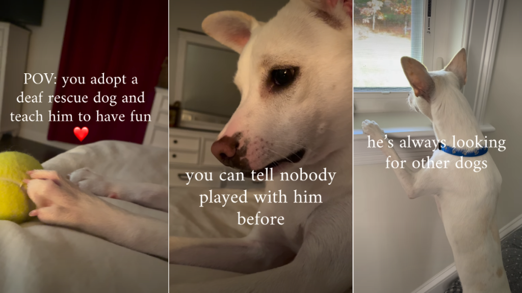 Deaf Rescue Dog Gets the Ultimate Surprise as He Learns To Live Life