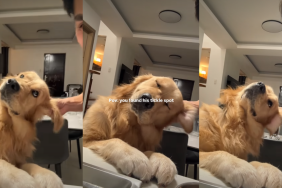 Golden Retriever’s Reaction to Dad’s Tickles Is Too Cute To Handle