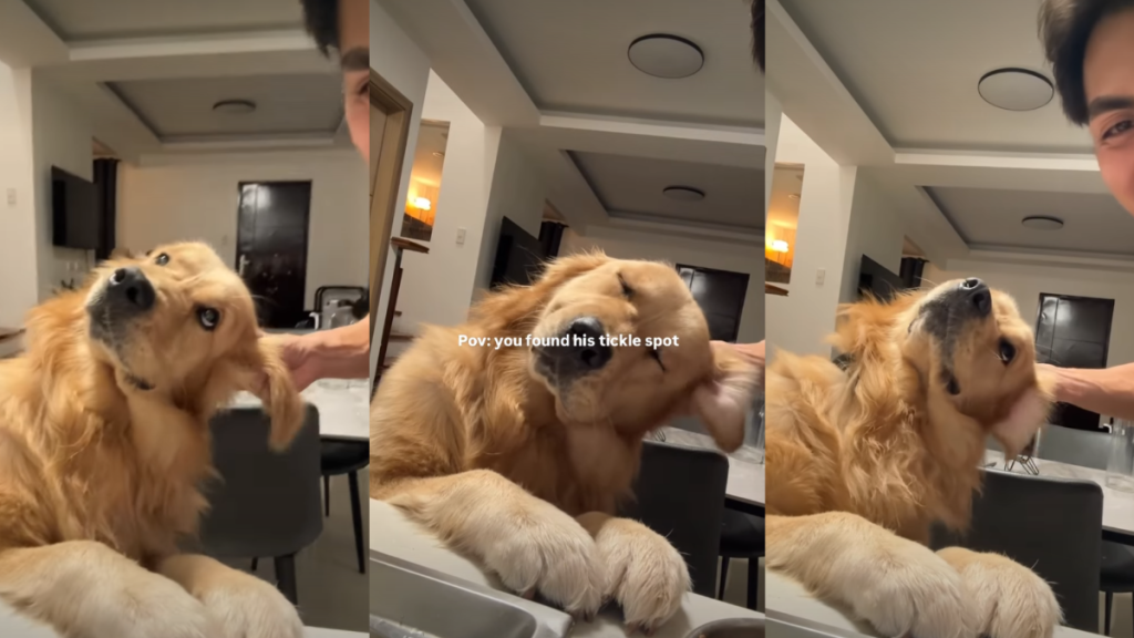 Golden Retriever’s Reaction to Dad’s Tickles Is Too Cute To Handle