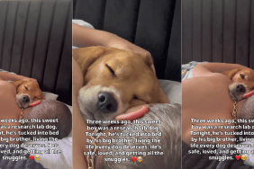 Rescue Dog Finally Finds Safety & Love He Always Needed in Little Boy’s Cuddles