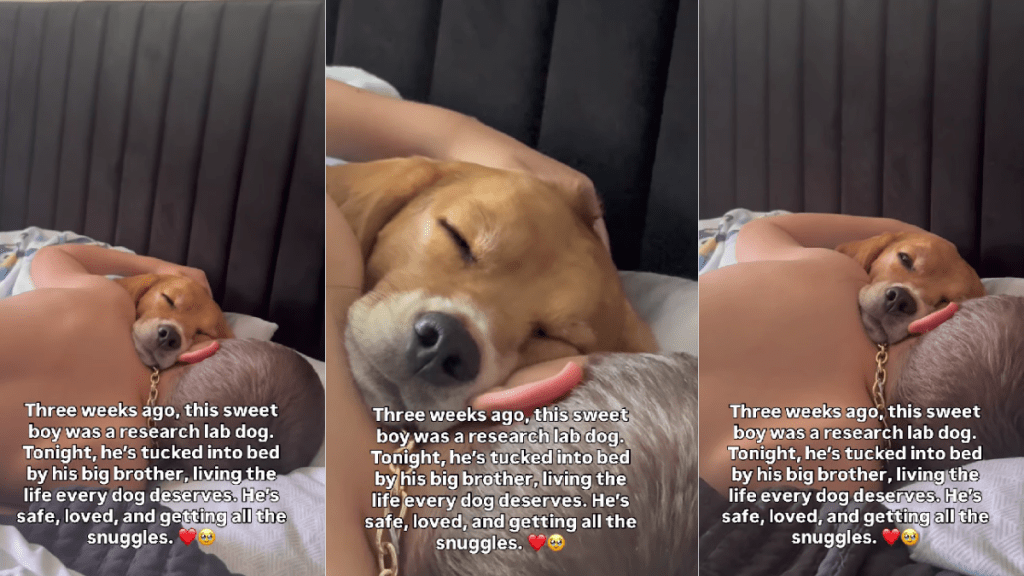 Rescue Dog Finally Finds Safety & Love He Always Needed in Little Boy’s Cuddles