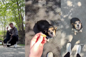 Rescue Dog’s Hopeful Reaction Is Even More Moving Once You Know What She Lost