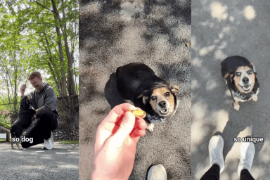 Rescue Dog’s Hopeful Reaction Is Even More Moving Once You Know What She Lost