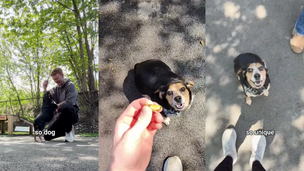Rescue Dog’s Hopeful Reaction Is Even More Moving Once You Know What She Lost