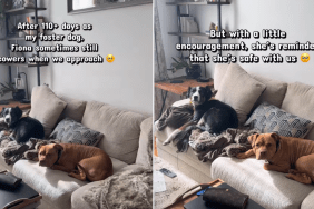 Rescue Dog Still Cowers in Foster Home Until Gentle Reminder Helps Her Feel Safe