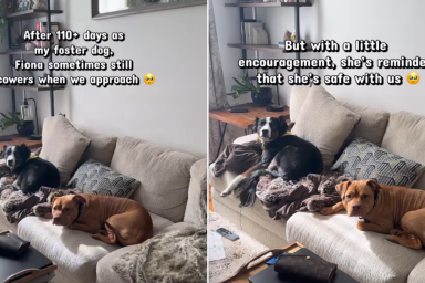Rescue Dog Still Cowers in Foster Home Until Gentle Reminder Helps Her Feel Safe