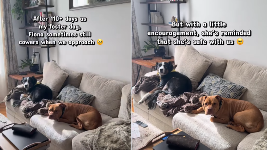Rescue Dog Still Cowers in Foster Home Until Gentle Reminder Helps Her Feel Safe