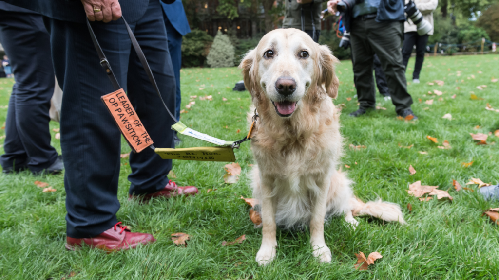 Service Dog Awarded His Own Medal Alongside Fencing Athlete