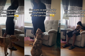 Bully Practically Claims Owner’s Boyfriend When It’s Cuddle Time