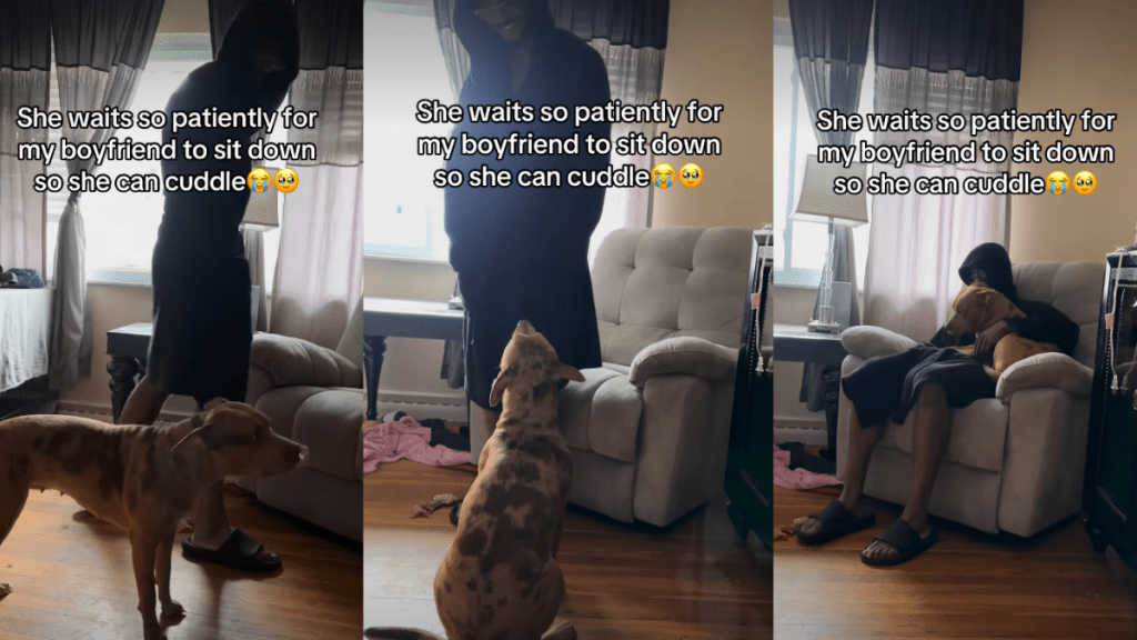 Bully Practically Claims Owner’s Boyfriend When It’s Cuddle Time