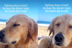 Golden Retriever Refuses To Let Sleep Ruin Her Beach Day