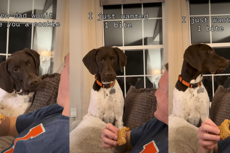 Dog Can’t Hide Judgy Expression When Dad Refuses To Share Cookie