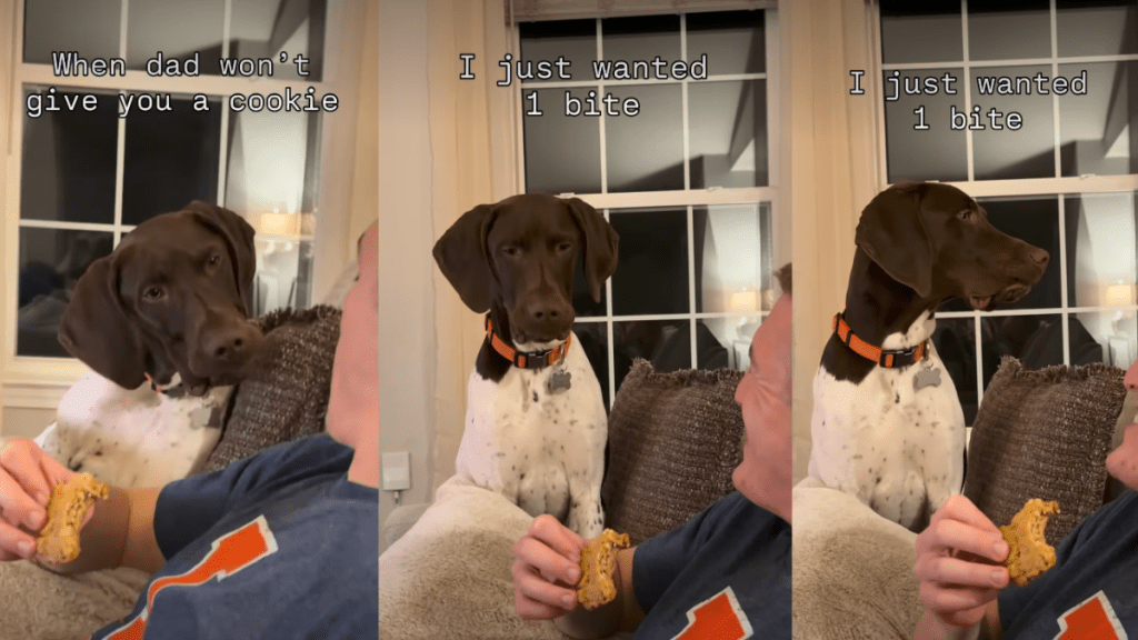 Dog Can’t Hide Judgy Expression When Dad Refuses To Share Cookie