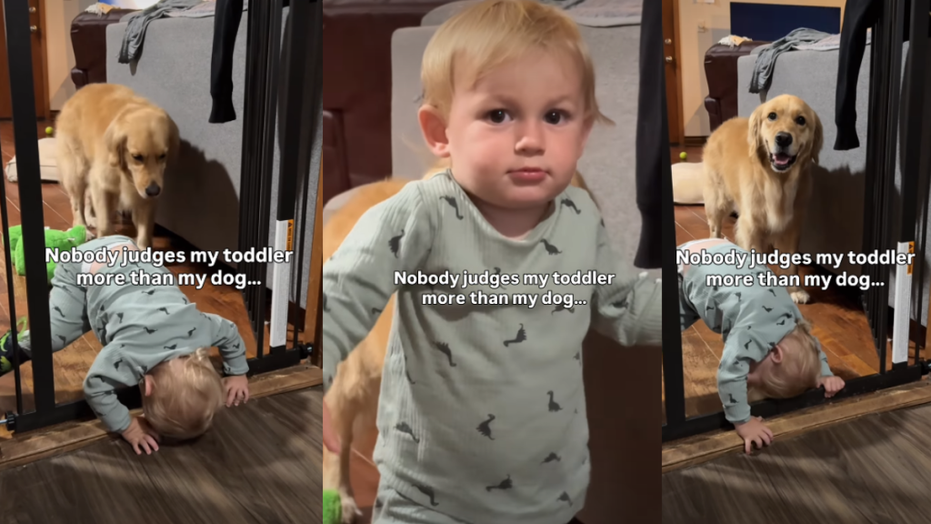 Golden Retriever Can’t Stop Judging Toddler’s Funny Act
