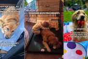 Mama Golden Retriever Rescued From Life in a Cage Thinks Little Kids Are Her Babies