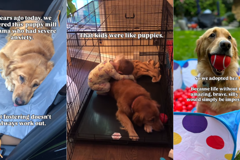 Mama Golden Retriever Rescued From Life in a Cage Thinks Little Kids Are Her Babies