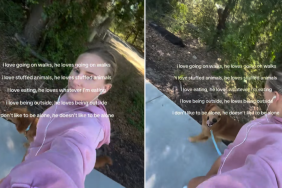 Golden Retriever Finds Mom Who Understands His Need to Never Be Alone Like It’s Fate