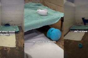 ‘Scared’ Shelter Dog Who Hides Under Kennel Bed Needs One Chance