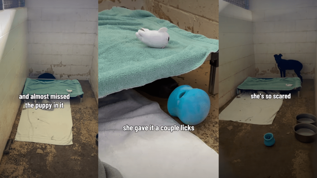 ‘Scared’ Shelter Dog Who Hides Under Kennel Bed Needs One Chance