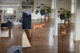 Dog Has Perfected the Slow Walk To Sneak up on Furry Sister