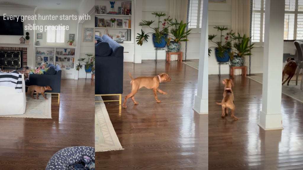 Dog Has Perfected the Slow Walk To Sneak up on Furry Sister