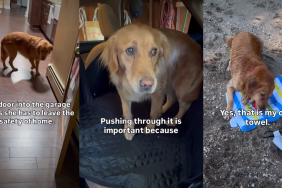 Golden Retriever Rescued From Cage Life Fears Car Rides Mean Losing Her Safe Home
