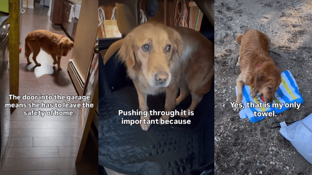 Golden Retriever Rescued From Cage Life Fears Car Rides Mean Losing Her Safe Home