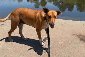 Abandoned Mama Dog Found Curled Around Her Baby To Keep Him Warm Gets Rescued