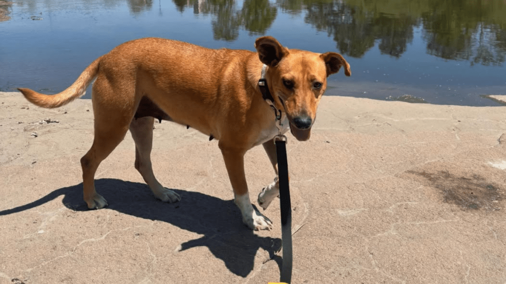 Abandoned Mama Dog Found Curled Around Her Baby To Keep Him Warm Gets Rescued