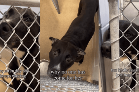 Shelter Dog Doesn’t Know Why Nobody Comes for Her but Hopes a Walk Will Lead Her Home