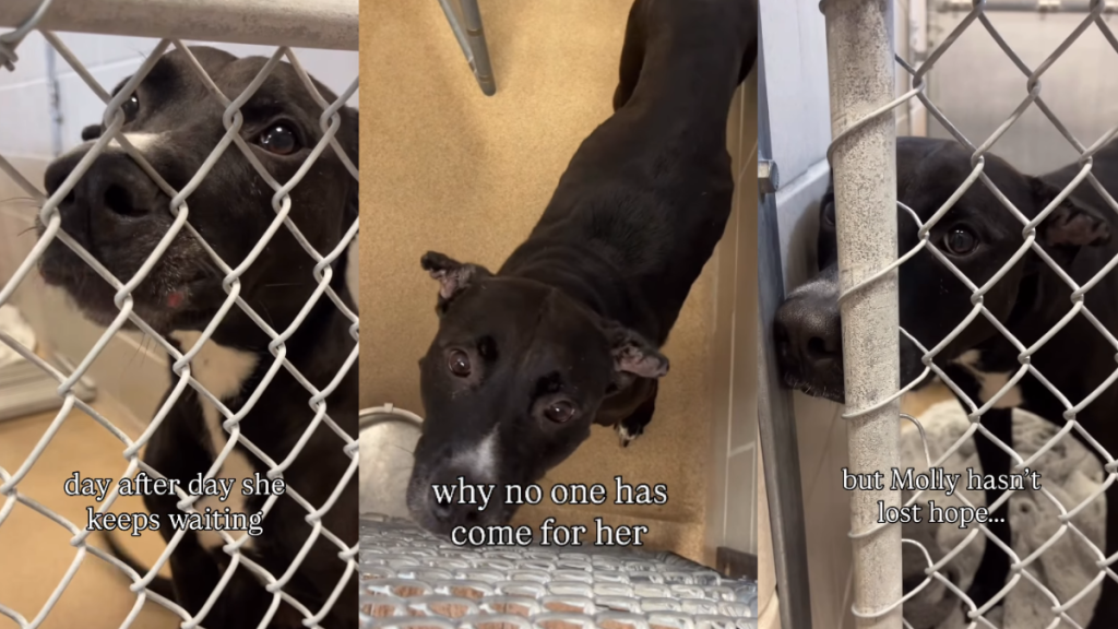 Shelter Dog Doesn’t Know Why Nobody Comes for Her but Hopes a Walk Will Lead Her Home