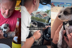 Rescue Dog Born on the Street Now Lives a Life Full of Adventures
