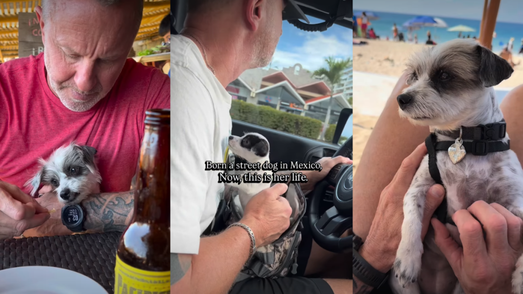 Rescue Dog Born on the Street Now Lives a Life Full of Adventures