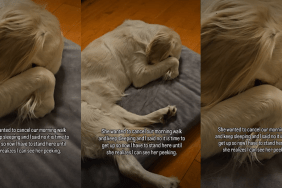 Golden Retriever Uses ‘Psychological Warfare’ To Avoid Morning Walk