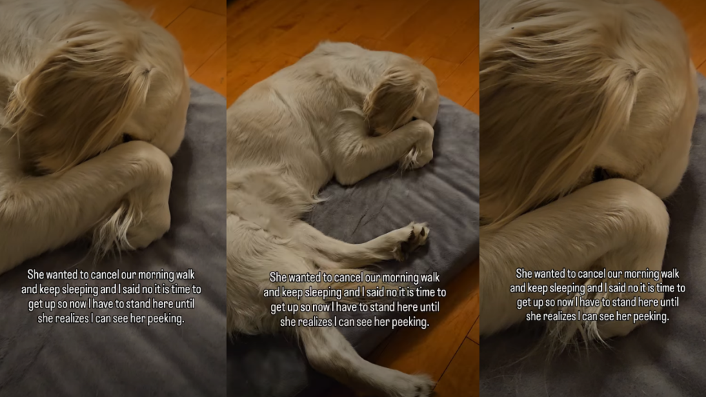 Golden Retriever Uses ‘Psychological Warfare’ To Avoid Morning Walk