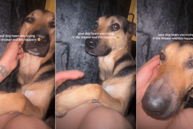 Dog Hates Bath but Makes the Ultimate Compromise for Mom